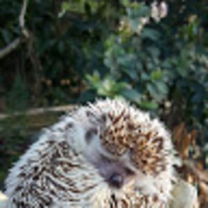 Meet your Posher, Frank